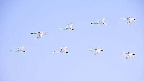 《宝可梦：朱＆紫》最强火暴兽袭来 新挑战11月3日举行